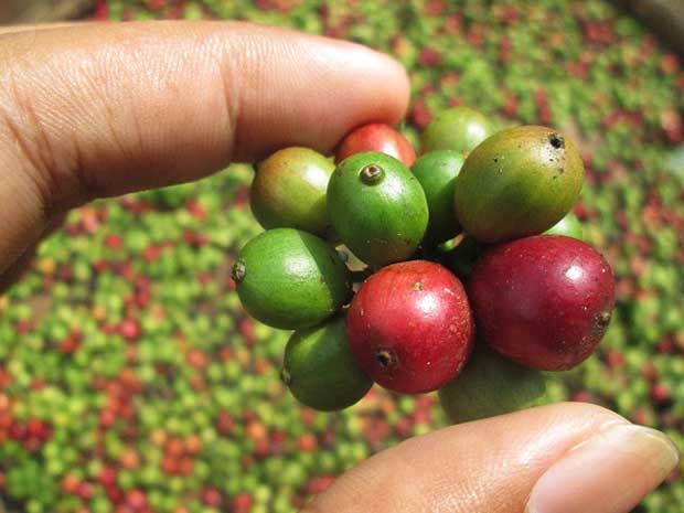 Kaffee im Fairtrade gehandelt Kaffee im Fairtrade gehandelt