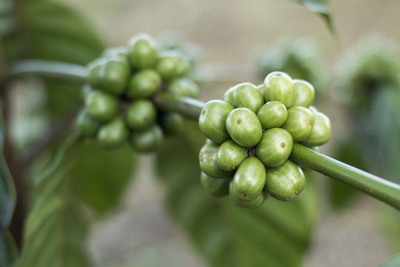 Grüner Kaffee: Nutzen, Aroma und Zubereitungsmethoden