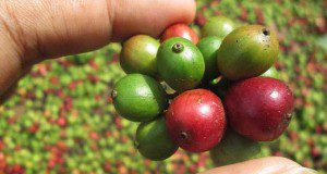 Neuer Trend: Kaffee im Fairtrade gehandelt